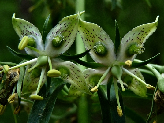 {Frasera caroliniensis}